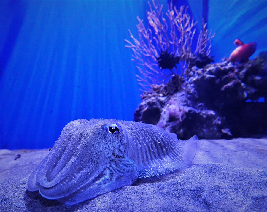 FOTO  Dopo sei anni riapre l'acquario di Napoli: è tra i più antichi del  mondo 